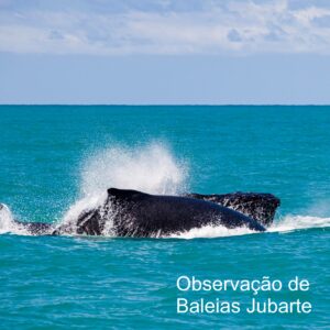 Observação de Baleias Jubarte em Caraíva